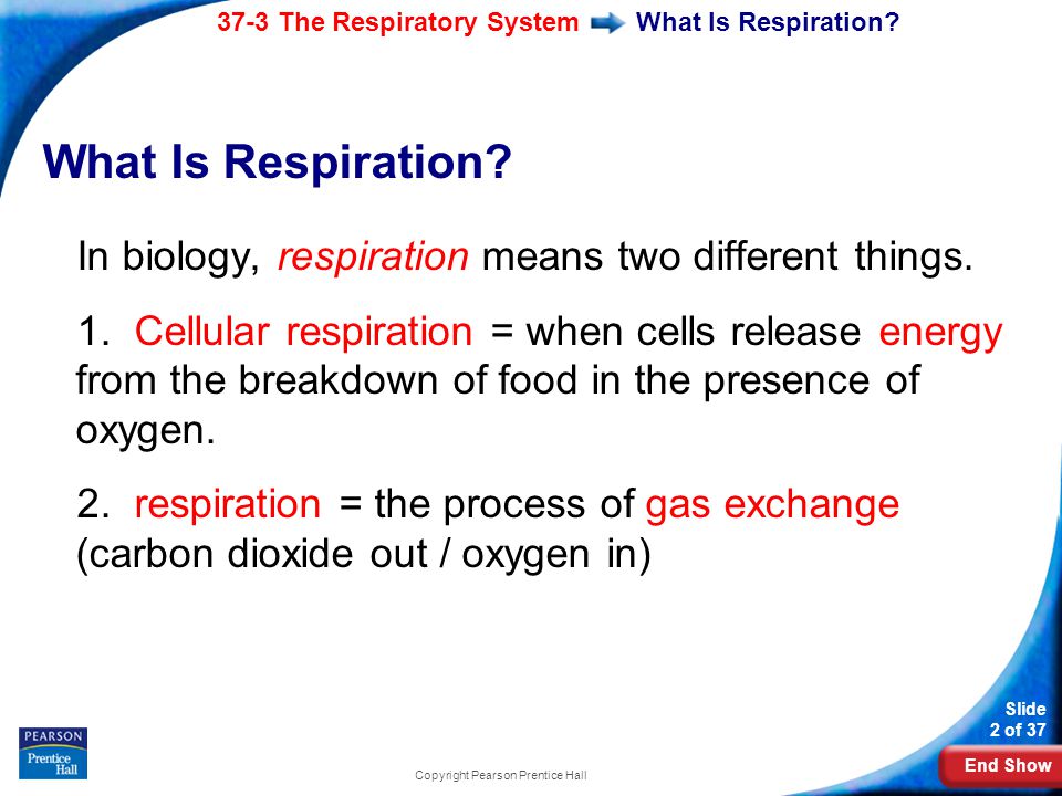 End Show 37-3 The Respiratory System Slide 2 of 37 Copyright Pearson Prentice Hall What Is Respiration.