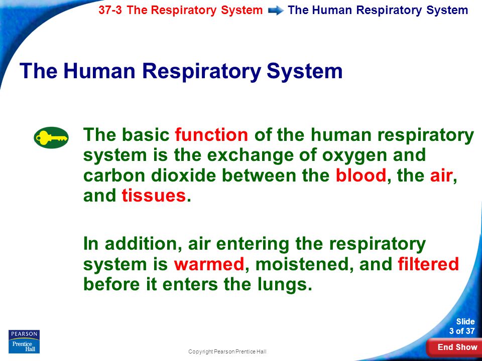 End Show 37-3 The Respiratory System Slide 3 of 37 Copyright Pearson Prentice Hall The Human Respiratory System The basic function of the human respiratory system is the exchange of oxygen and carbon dioxide between the blood, the air, and tissues.