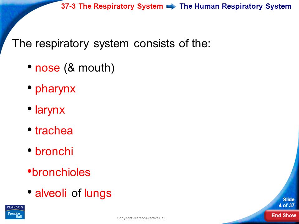 End Show 37-3 The Respiratory System Slide 4 of 37 Copyright Pearson Prentice Hall The Human Respiratory System The respiratory system consists of the: nose (& mouth) pharynx larynx trachea bronchi bronchioles alveoli of lungs