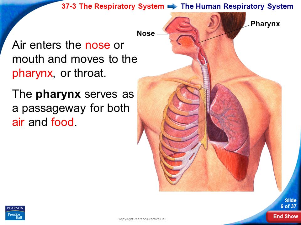 End Show 37-3 The Respiratory System Slide 6 of 37 Copyright Pearson Prentice Hall The Human Respiratory System Air enters the nose or mouth and moves to the pharynx, or throat.