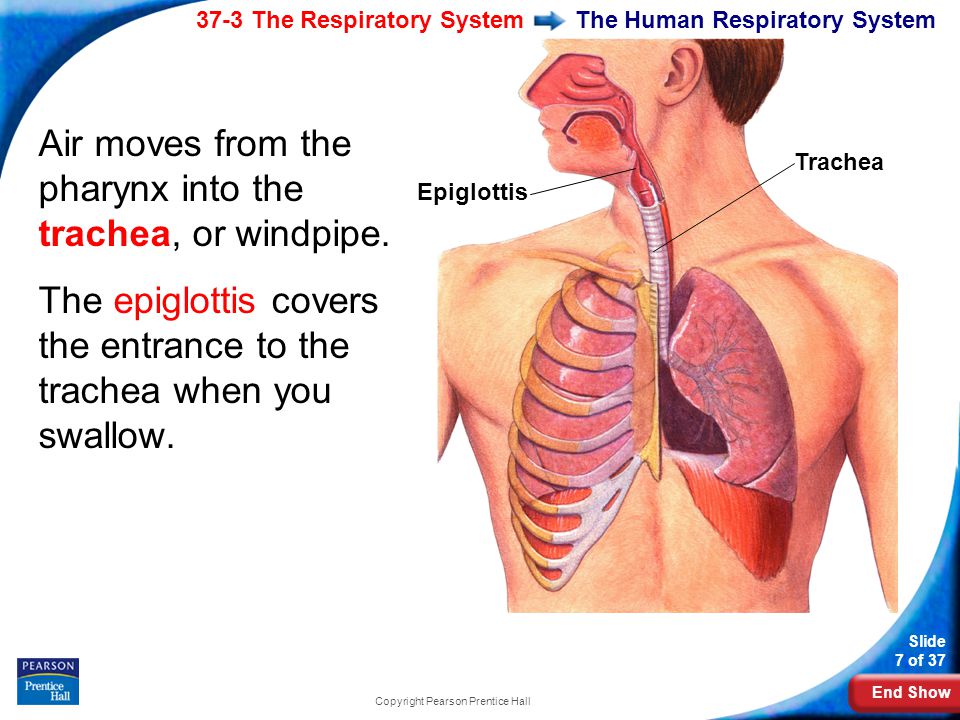 End Show 37-3 The Respiratory System Slide 7 of 37 Copyright Pearson Prentice Hall The Human Respiratory System Air moves from the pharynx into the trachea, or windpipe.