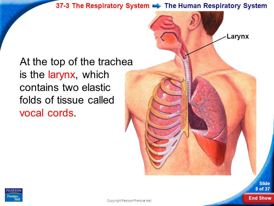 End Show 37-3 The Respiratory System Slide 8 of 37 Copyright Pearson Prentice Hall The Human Respiratory System At the top of the trachea is the larynx, which contains two elastic folds of tissue called vocal cords.