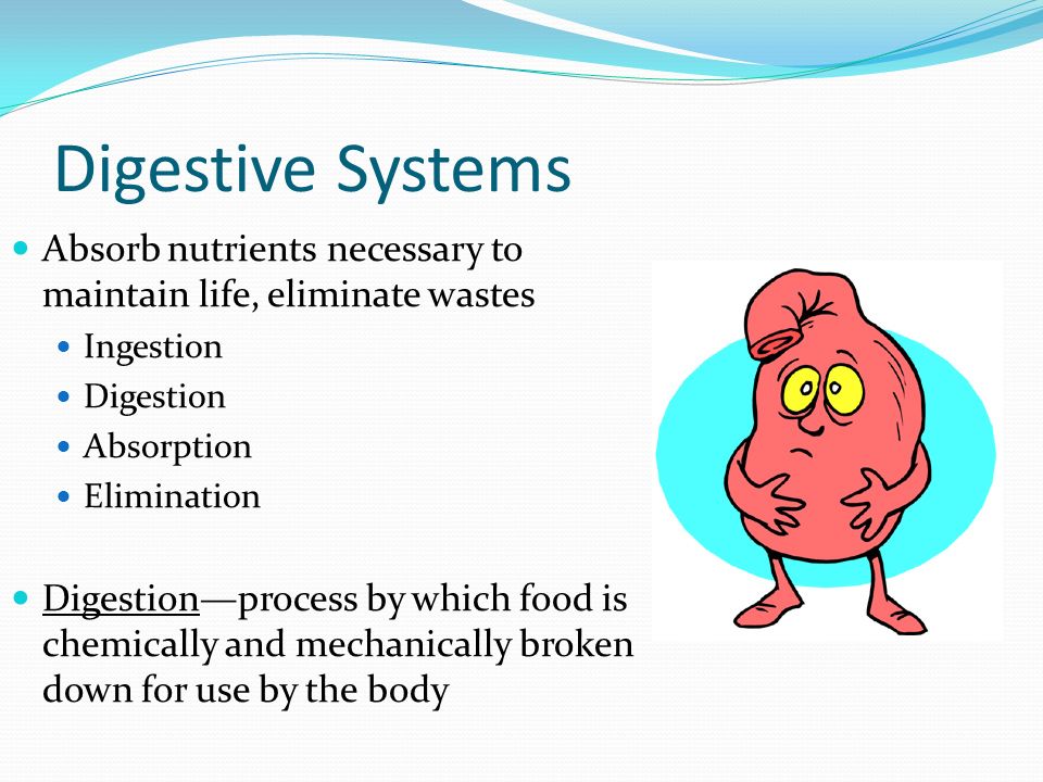 Digestive System Ingestion Digestion Absorption Elimination Diet