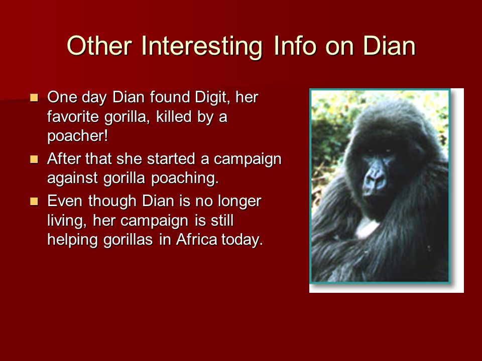 Other Interesting Info on Dian One day Dian found Digit, her favorite gorilla, killed by a poacher.
