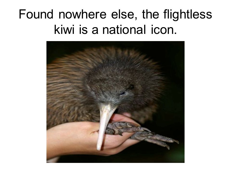 Found nowhere else, the flightless kiwi is a national icon.