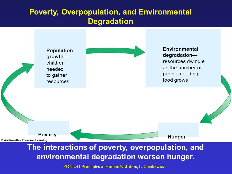 FON 241 Principles of Human Nutrition; L. Zienkewicz The Cycle… The Problem.