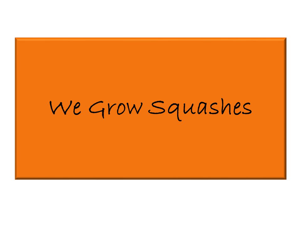 We Grow Squashes