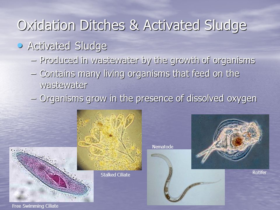 Oxidation Ditches & Activated Sludge Activated Sludge Activated Sludge –Produced in wastewater by the growth of organisms –Contains many living organisms that feed on the wastewater –Organisms grow in the presence of dissolved oxygen Free Swimming Ciliate Stalked Ciliate Nematode Rotifer