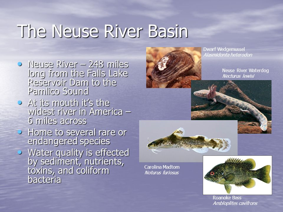 The Neuse River Basin Neuse River – 248 miles long from the Falls Lake Reservoir Dam to the Pamlico Sound Neuse River – 248 miles long from the Falls Lake Reservoir Dam to the Pamlico Sound At its mouth it’s the widest river in America – 6 miles across At its mouth it’s the widest river in America – 6 miles across Home to several rare or endangered species Home to several rare or endangered species Water quality is effected by sediment, nutrients, toxins, and coliform bacteria Water quality is effected by sediment, nutrients, toxins, and coliform bacteria Dwarf Wedgemussel Alasmidonta heterodon Neuse River Waterdog Necturus lewisi Carolina Madtom Noturus furiosus Roanoke Bass Ambloplites cavifrons