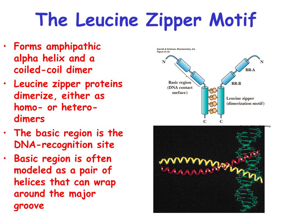 leucine zipper,zigzagzipper the leucine zipper motif forms amphipathic alpha helix and