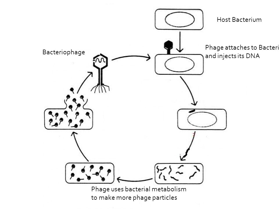 Bacteriophage Host Bacterium Phage attaches to Bacterium and injects its DNA Phage uses bacterial metabolism to make more phage particles