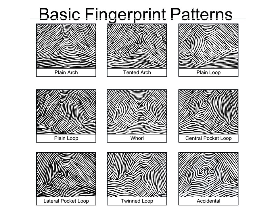 fingerprint patterns