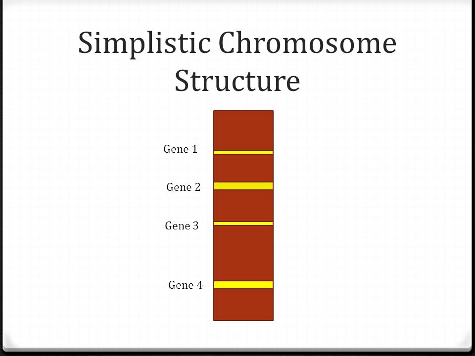 Simplistic Chromosome Structure Gene 1 Gene 2 Gene 3 Gene 4