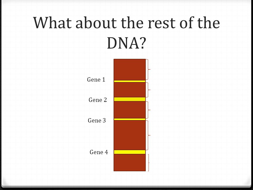 What about the rest of the DNA Gene 1 Gene 2 Gene 3 Gene 4