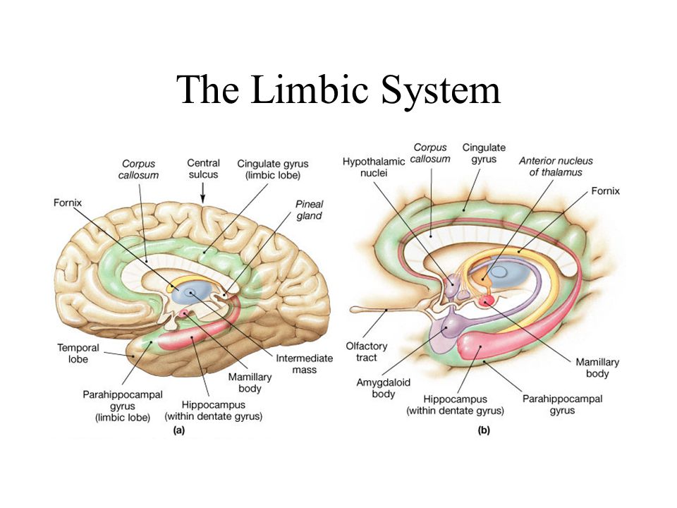 limbic system