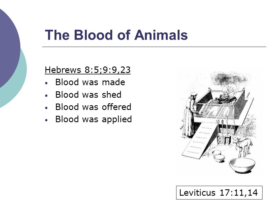 The Blood of Animals Hebrews 8:5;9:9,23 Blood was made Blood was shed Blood was offered Blood was applied Leviticus 17:11,14