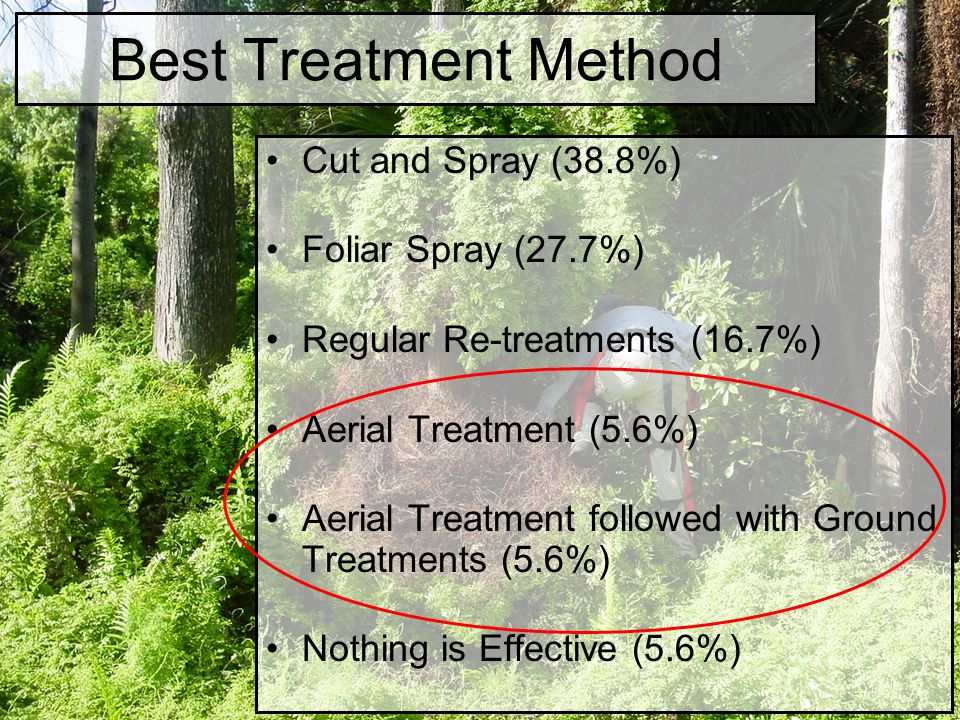 Best Treatment Method Cut and Spray (38.8%) Foliar Spray (27.7%) Regular Re-treatments (16.7%) Aerial Treatment (5.6%) Aerial Treatment followed with Ground Treatments (5.6%) Nothing is Effective (5.6%)