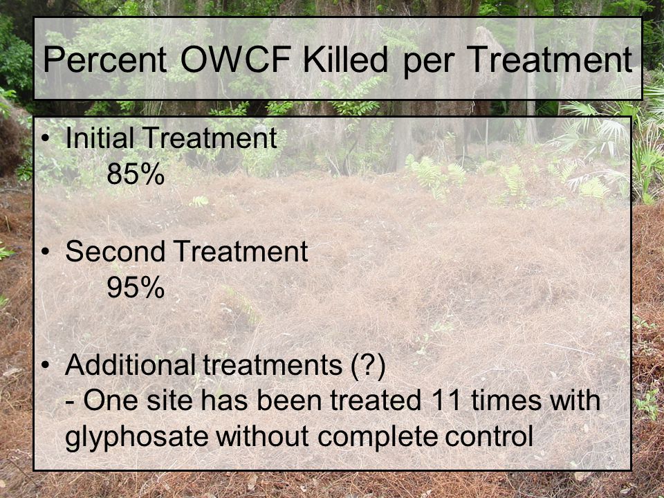 Percent OWCF Killed per Treatment Initial Treatment 85% Second Treatment 95% Additional treatments ( ) - One site has been treated 11 times with glyphosate without complete control