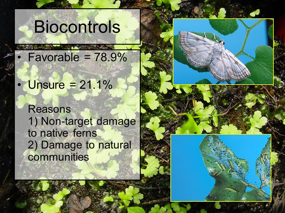 Biocontrols Favorable = 78.9% Unsure = 21.1% Reasons 1) Non-target damage to native ferns 2) Damage to natural communities