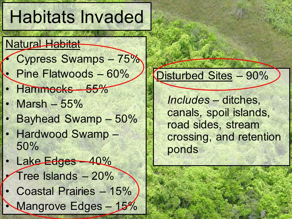 Habitats Invaded Natural Habitat Cypress Swamps – 75% Pine Flatwoods – 60% Hammocks – 55% Marsh – 55% Bayhead Swamp – 50% Hardwood Swamp – 50% Lake Edges – 40% Tree Islands – 20% Coastal Prairies – 15% Mangrove Edges – 15% Disturbed Sites – 90% Includes – ditches, canals, spoil islands, road sides, stream crossing, and retention ponds