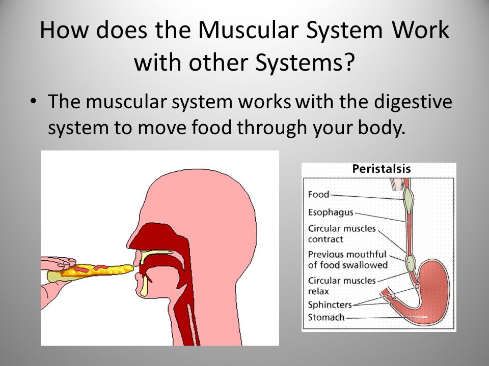 the muscular system what are the parts of the muscular system there digestive system works with what other systems