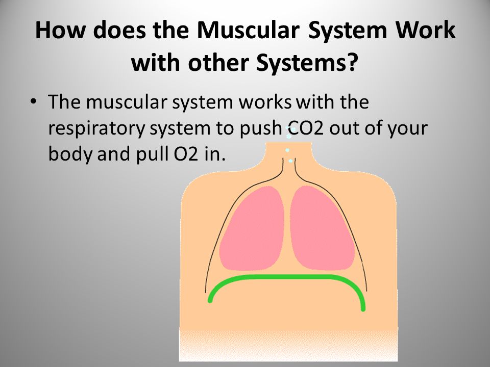 the muscular system what are the parts of the muscular system there respiratory system works with what other systems