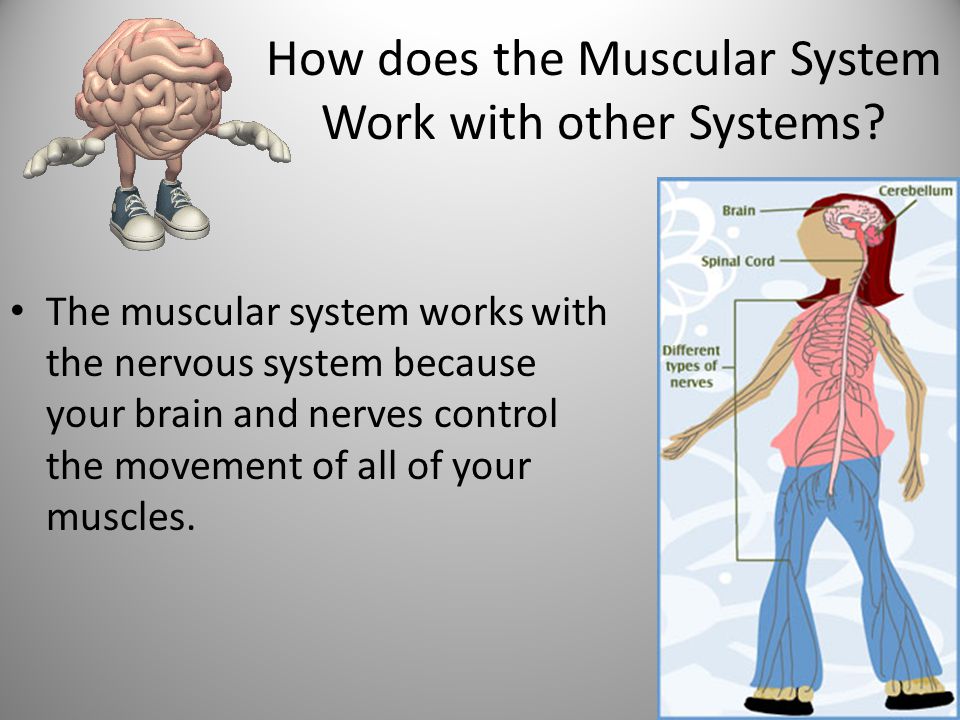 the muscular system what are the parts of the muscular system there how the nervous system works with the muscular system