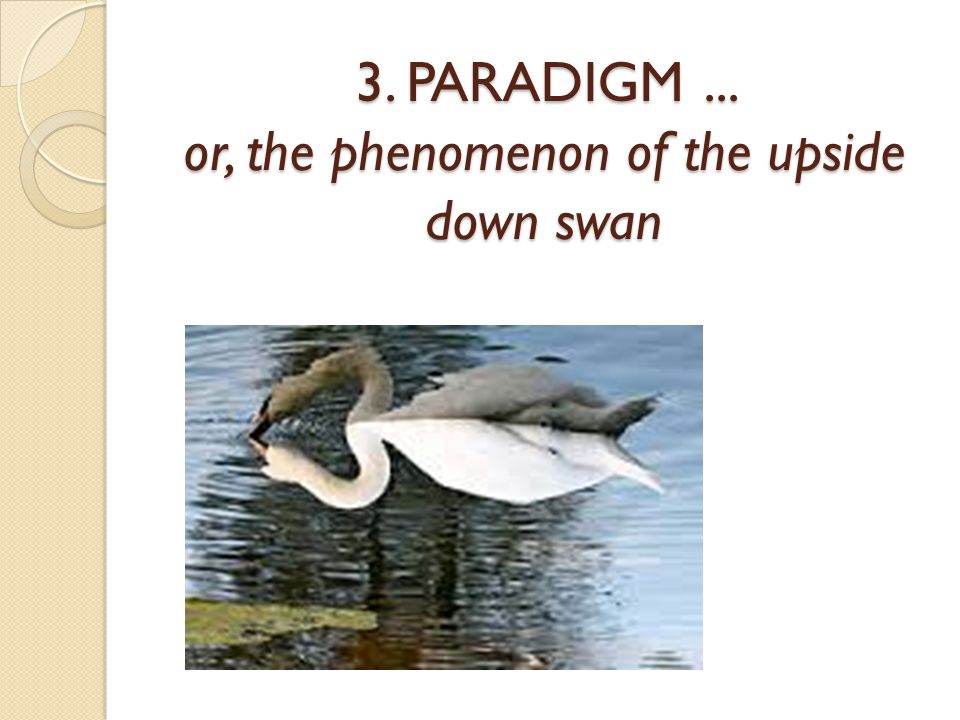 3. PARADIGM... or, the phenomenon of the upside down swan