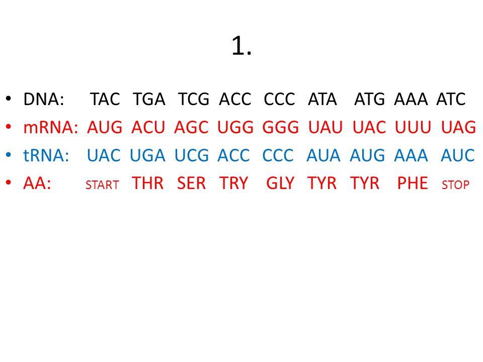 Transcription Translation Worksheet Rups Printables Worksheets Worksheets Transcription Translation Worksheet Answers Intrepidpath 1 Dna Tac Tga Tcg Acc Ccc