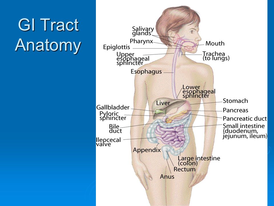 Overview Digestive System  Structure Gastrointestinal (GI) Tract Continuous tube from mouth to anus Continuous tube from mouth to anus See board and page 97See board and page 97