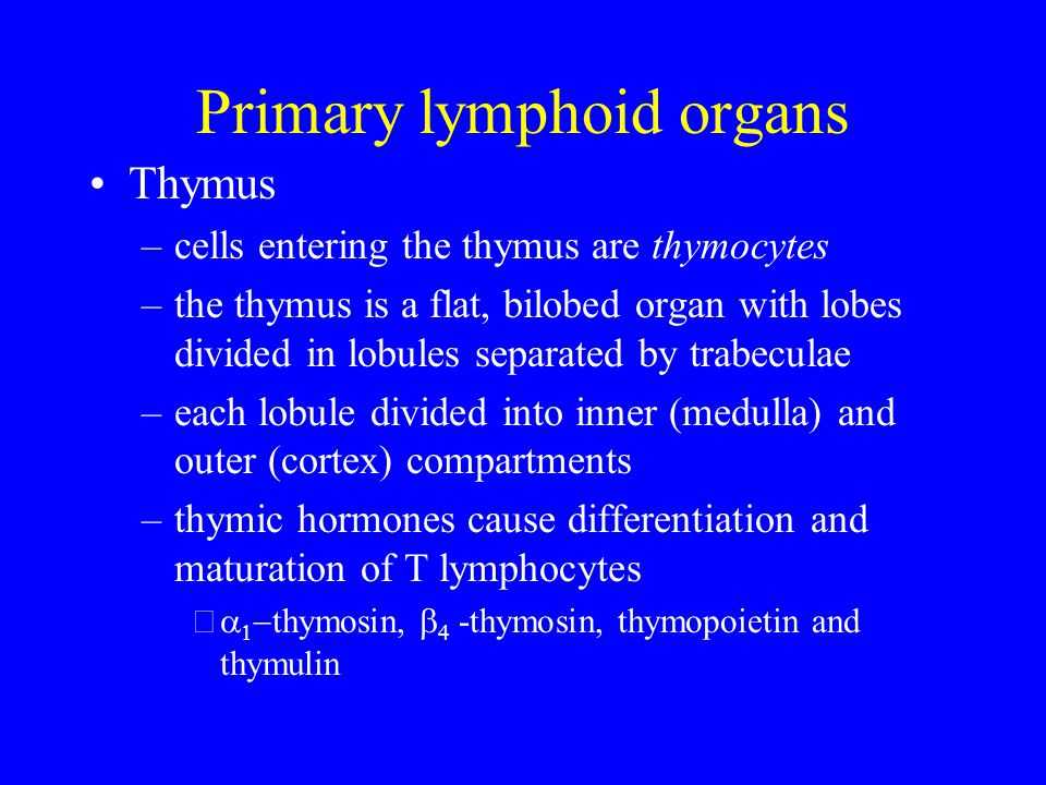 immunology chapter 3 lecture 4 ppt video online download primary lymphoid organs