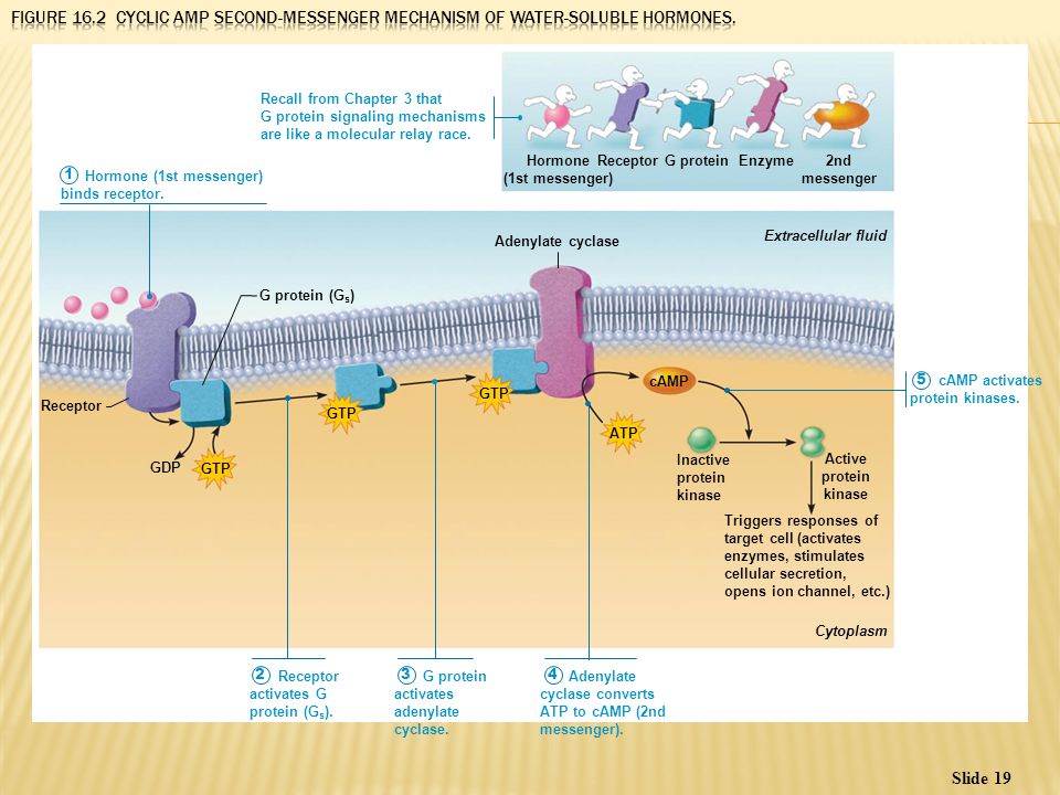 the nervous system ii ion channels the nervous system ii ion channels
