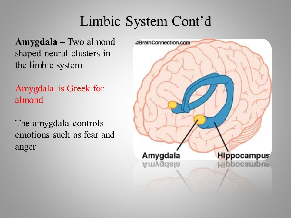Limbic System Cont’d Amygdala – Two almond shaped neural clusters in the limbic system Amygdala is Greek for almond The amygdala controls emotions such as fear and anger