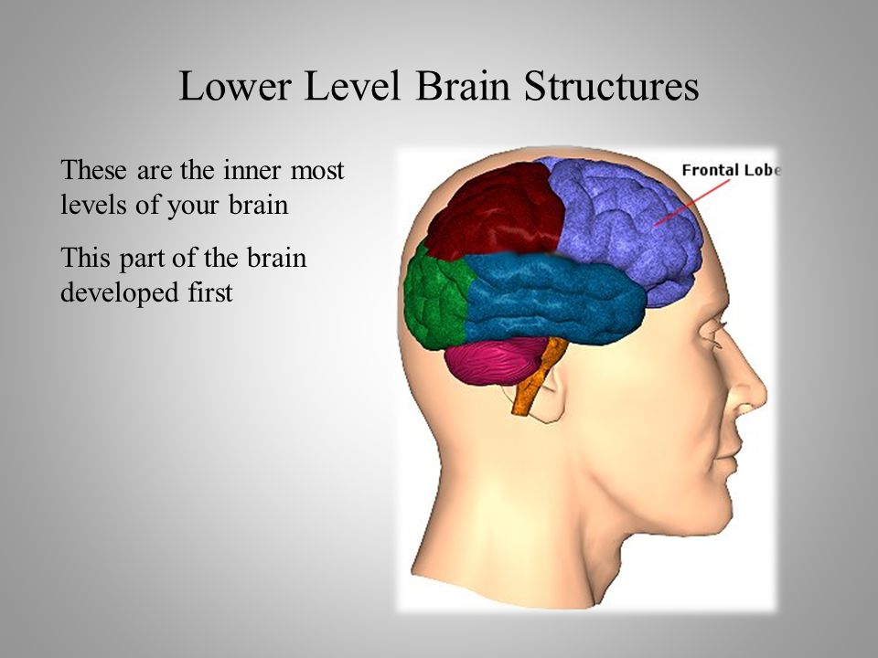 These are the inner most levels of your brain This part of the brain developed first