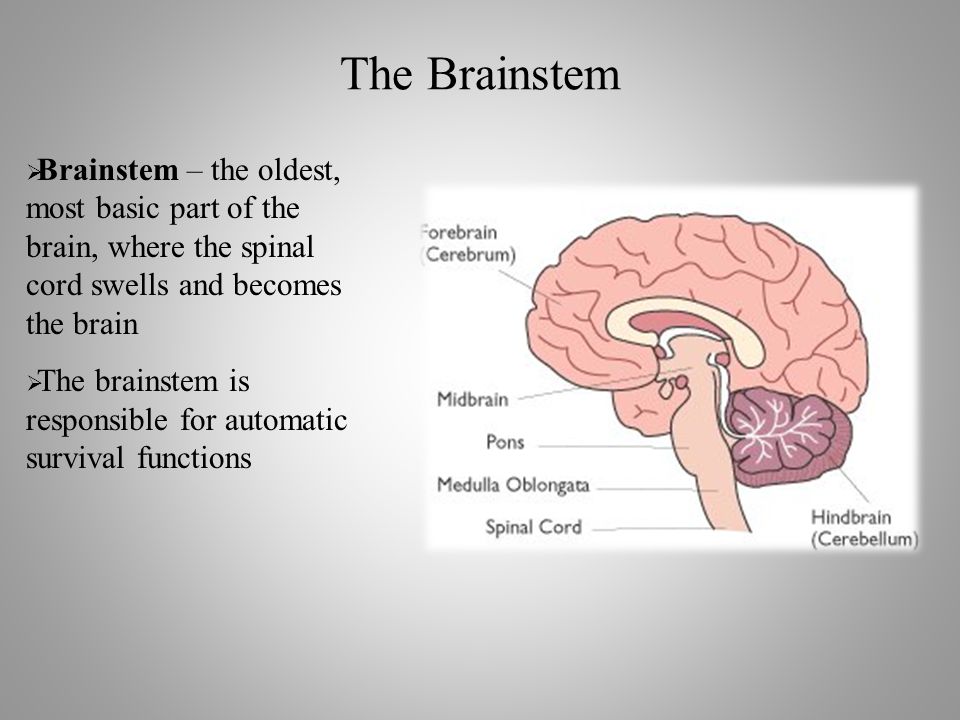 The Brainstem  Brainstem – the oldest, most basic part of the brain, where the spinal cord swells and becomes the brain  The brainstem is responsible for automatic survival functions