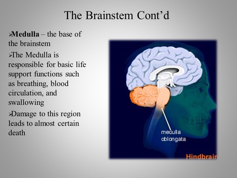 The Brainstem Cont’d  Medulla – the base of the brainstem  The Medulla is responsible for basic life support functions such as breathing, blood circulation, and swallowing  Damage to this region leads to almost certain death