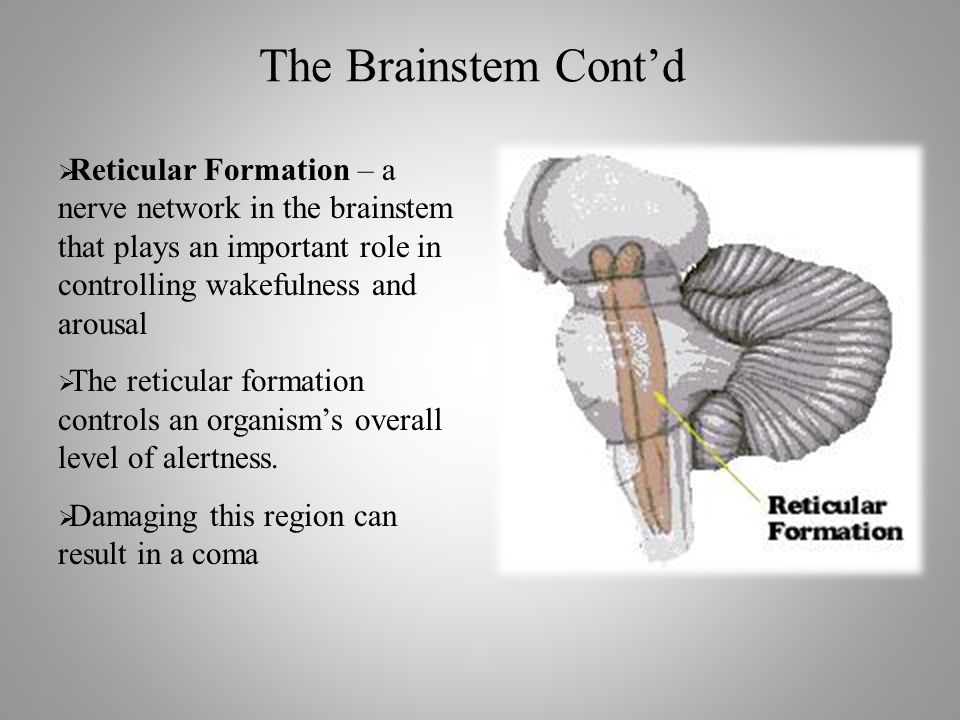 The Brainstem Cont’d  Reticular Formation – a nerve network in the brainstem that plays an important role in controlling wakefulness and arousal  The reticular formation controls an organism’s overall level of alertness.