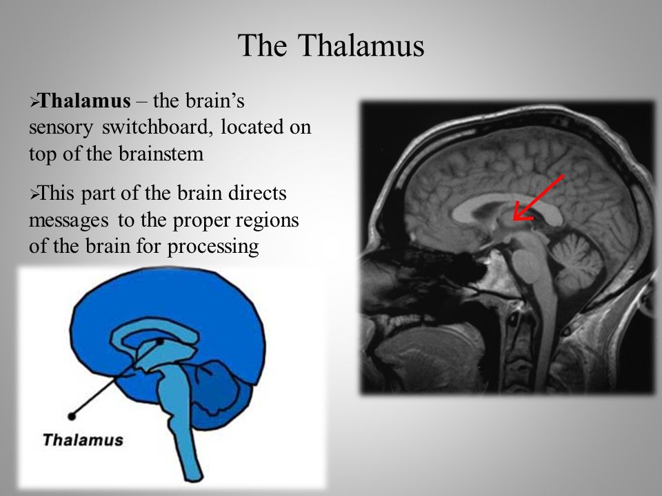 The Thalamus  Thalamus – the brain’s sensory switchboard, located on top of the brainstem  This part of the brain directs messages to the proper regions of the brain for processing