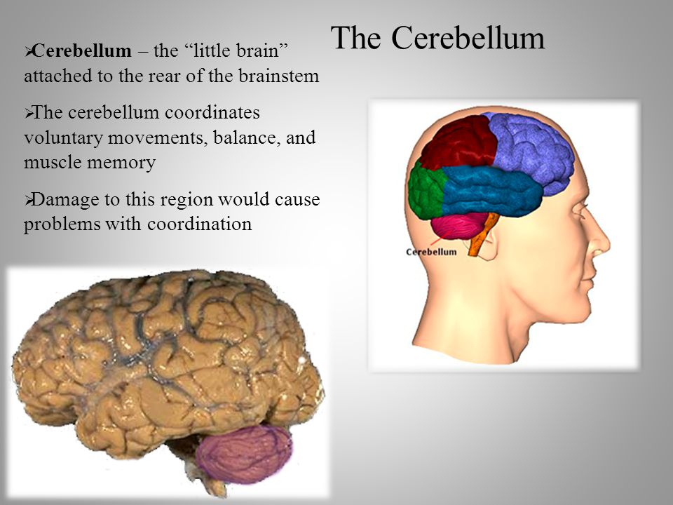 The Cerebellum  Cerebellum – the little brain attached to the rear of the brainstem  The cerebellum coordinates voluntary movements, balance, and muscle memory  Damage to this region would cause problems with coordination