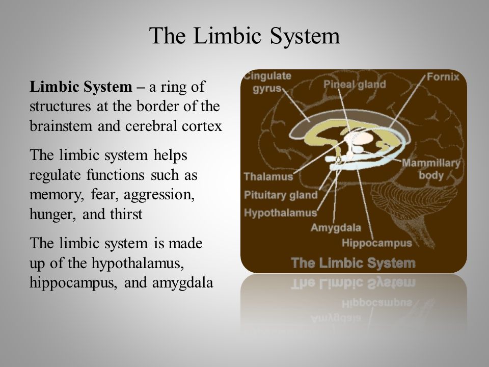 The Limbic System Limbic System – a ring of structures at the border of the brainstem and cerebral cortex The limbic system helps regulate functions such as memory, fear, aggression, hunger, and thirst The limbic system is made up of the hypothalamus, hippocampus, and amygdala