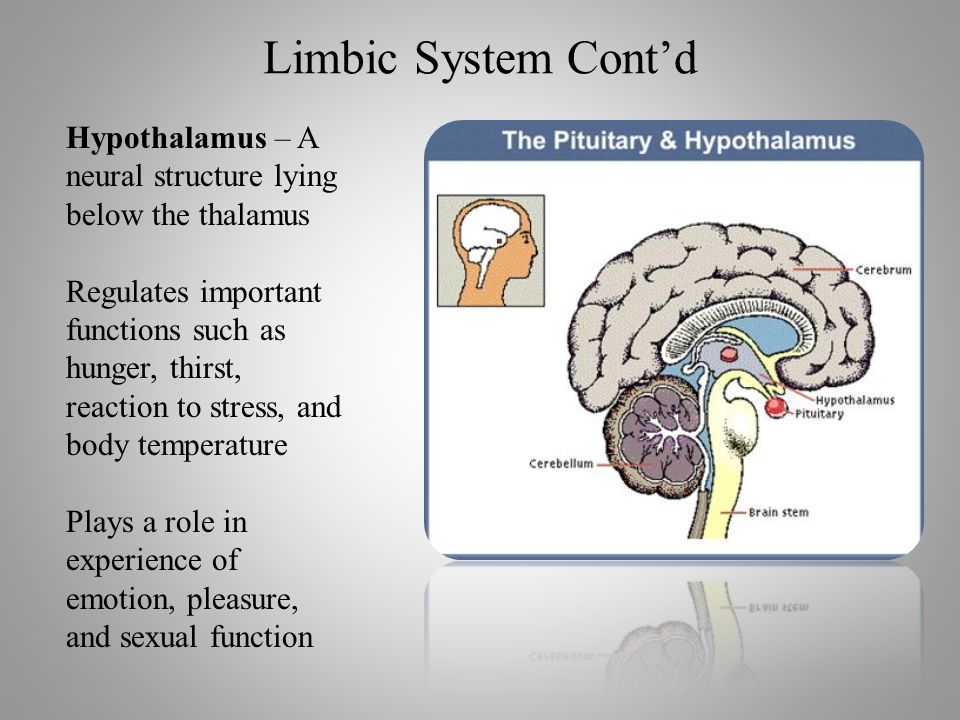 Limbic System Cont’d Hypothalamus – A neural structure lying below the thalamus Regulates important functions such as hunger, thirst, reaction to stress, and body temperature Plays a role in experience of emotion, pleasure, and sexual function