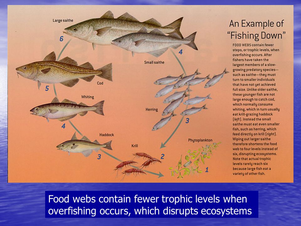 overfishing fish and n d web Overfishing: fish and nd web topics: fish overfishing occurs when fish and other marine species are caught at a faster rate then they can reproduce there is. overfishing fish and n d web Overfishing: fish and nd web topics: fish overfishing occurs when fish and other marine species are caught at a faster rate then they can reproduce there is.
