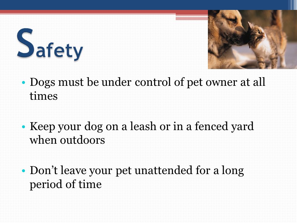 Dogs must be under control of pet owner at all times Keep your dog on a leash or in a fenced yard when outdoors Don’t leave your pet unattended for a long period of time