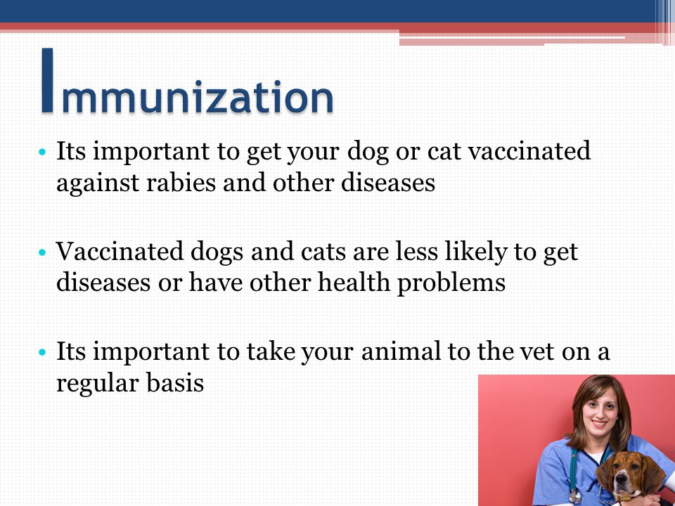 Its important to get your dog or cat vaccinated against rabies and other diseases Vaccinated dogs and cats are less likely to get diseases or have other health problems Its important to take your animal to the vet on a regular basis