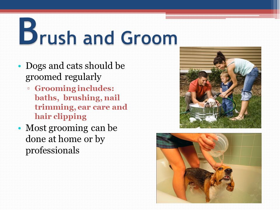 Dogs and cats should be groomed regularly ▫Grooming includes: baths, brushing, nail trimming, ear care and hair clipping Most grooming can be done at home or by professionals