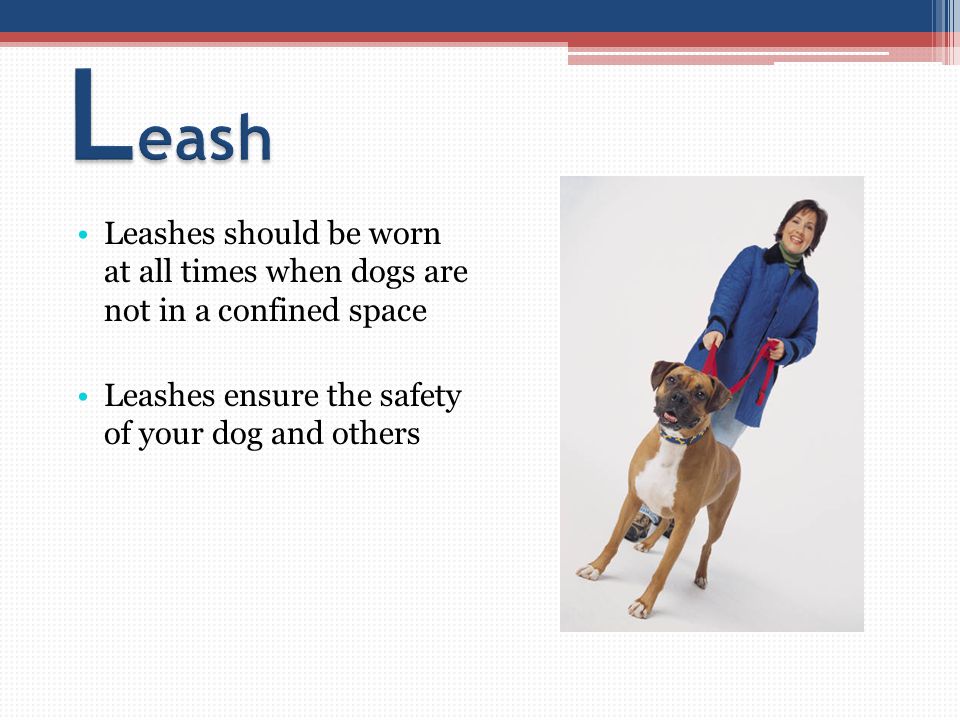Leashes should be worn at all times when dogs are not in a confined space Leashes ensure the safety of your dog and others