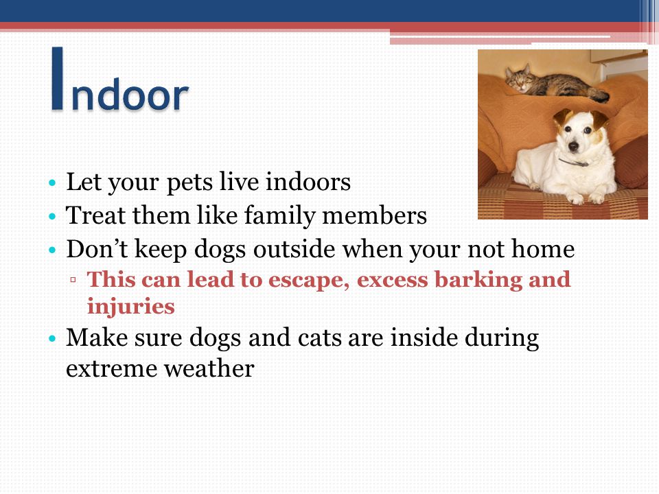 Let your pets live indoors Treat them like family members Don’t keep dogs outside when your not home ▫This can lead to escape, excess barking and injuries Make sure dogs and cats are inside during extreme weather