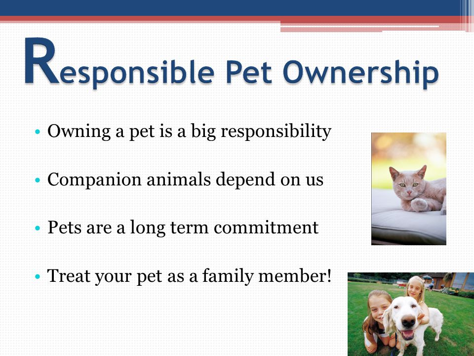 Owning a pet is a big responsibility Companion animals depend on us Pets are a long term commitment Treat your pet as a family member!