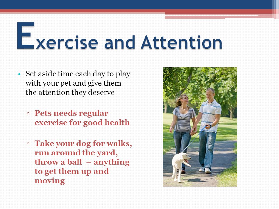 Set aside time each day to play with your pet and give them the attention they deserve ▫Pets needs regular exercise for good health ▫Take your dog for walks, run around the yard, throw a ball – anything to get them up and moving