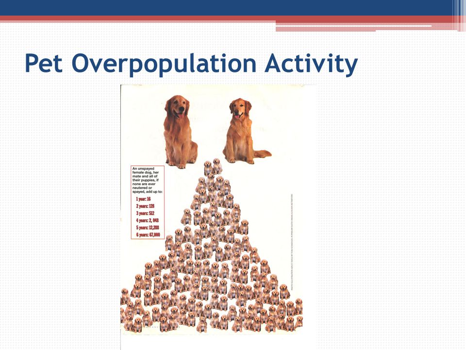 Pet Overpopulation Activity